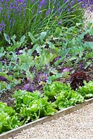The vegetable garden / potager with lettuces and kohlrabi