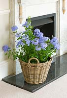 Plumbago - leadwort - planted in a wicker container in fireplace
