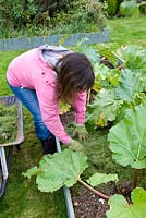 Woman mulching with grass cuttings around a rhubarb plant