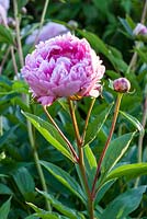Paeonia lactiflora 'Sarah Bernhardt' 
