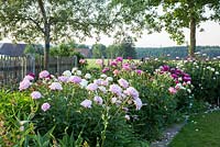 Peony border with trees and backed by a wooden fence. Paeonia Lactirflora Hybride 'Henry Bockstoce',  Paeonia 'Laura Dessert', Iris germanica, Paeonia Lactiflora Gruppe 'Red Giant' 