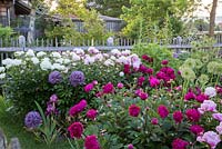 Peony garden backed by wooden fence.  Paeonia Lactiflora 'Immaculée', Paeonia lactiflora 'Kansas', Paeonia lactiflora  'Sarah Bernhardt' and Allium 'Globemaster'
