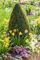 Box cone in spring border -  Buxus, Narcissus, Primula vulgaris ssp. subthorpii