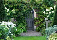 Wooden gate with Hydrangea Paniculata 'Unique' in pots, Leucanthemum 'Phyllis Smith' - shasta daisies
