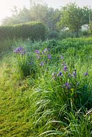 Iris sibirica growing in meadow grass