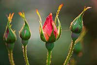 Buds of Rosa 'Chanel'