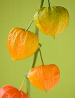 Physalis Alkekengi - Chinese lantern - close up of orange seed pods 