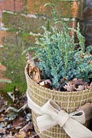 Winter protection. Plant pots wrapped with warm insulative material, filled with autumnal leaves to help insulate and keep warmth inside. Juniperus squamata 'Blue Carpet'