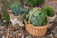 Winter protection. Tender plants placed in wicker basket, insulated with autumnal leaves, protected from the wind with christmas tree branches. Pot plants wrapped with warm insulative material and filled with autumnal leaves for warmth