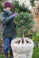 Winter protection for Abutilon. Wrapping pot with warm hessian, filling with autumnal leaves for insulation and covering plant with Fleece.