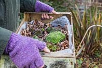Winter protection. Woman carrying wooden crate of tender plants insulated with bubble wrap and autumnal leaves.