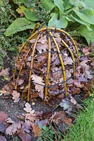 Winter protection. Creating a protective cloche for Dahlia 'Bishops Children'. Constructed from willow branches bent to shape and secured in ground, insulated with autumnal leaves.