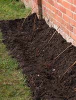 Planting a bareroot raspberry cane fruit bush - prepared soil bed with canes in position