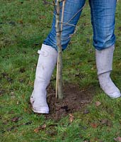 Planting a bareroot fruit tree - soil being firmed around the root ball to ensure there are no airpockets