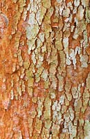 Luma apiculata - chilean myrtle