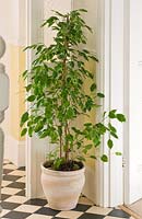 Terracotta container planted with weeping fig - Ficus benjamina 'Starlight' in hallway