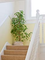 Terracotta container planted with weeping fig - Ficus benjamina 'Starlight' - on stairs