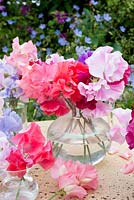 Lathyrus odorata - Sweet peas displayed in glass containers