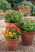 Orange themed containers with Chrysanthemums and Viola 'Cats Whiskers Orange'