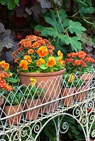 Autumn planted jardinere with containers of Viola 'Cats Whiskers Orange' and Chrysanthemum 'Poppins'