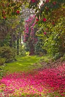 Fallen leaves of pink Rhododendron on path