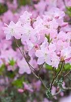 Rhododendron schlippenbachii - royal azalea