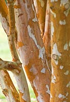 Luma apiculata