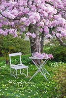 White metal table below Prunus 'Kanzan'