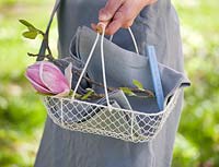 Woman holding white basket filled with blossom of Magnolia 'Rustic Rubra'