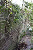 Winter pruning of Rosa 'Red Facade' - untangling long whips