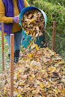 Emptying plastic trug of Autumnal leaves.