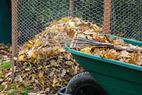Rake and wheelbarrow full of autumnal leaves.