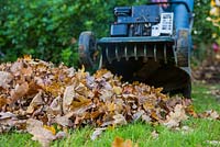 Using petrol lawnmower to shred pile of autumnal leaves for Mulch