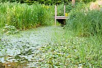 Aponogeton distachys - Water Hawthorn, Nymphaea and Iris growing in large pond with wooden walkway over the water