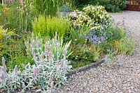 Hot dry bed by gravel drive with Stachys byzantina, Eryngium, Iris, Cistus and Brodiaea