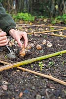 Planting Narcissus 'Thalia' bulbs in a border implementing square foot gardening.