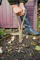 Using homemade bulb planter to plant Narcissus 'Tete-a-Tete' bulbs