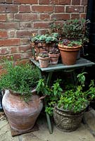 Sempervivum - Houseleeks in terracotta pots and in an old wire shopping basket with broken terracotta, large pot with Rosmarinus - Rosemary and stone pot with Mentha - mint in a small town garden
