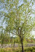 Salix matsudana 'Tortuosa' 