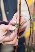 Creating a wire trellis to tie in and support Bare Root Raspberry 'Glen Magna'. Tying in stems 
