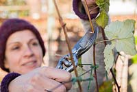 Creating a wire trellis to tie in and support Bare Root Raspberry 'Glen Magna'. Pruning stems