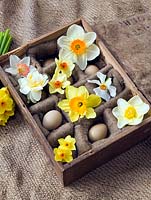 Old wooden egg box filled with Narcissus 'Edward Buxton', 'Actaea', 'Fowey', 'Matador', 'Red Devon', 'Camilla', 'White Lion' and 'Golden Dawn'
