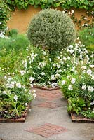 White garden with concrete path inset with brick patterning and white Rosa Flower Carpet White = 'Noaschnee', PBR, AGM around topiarised variegated shrub in the centre
