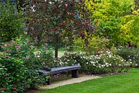 Seating area with Sorbus hybrida 'Gibbsii', Rosa 'Felicite Perpetue, Rosa The Charlatan 'Meiguimov'  - RHS Wisley