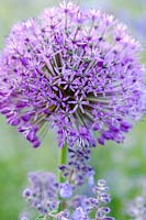 Allium 'Purple Sensation' underplanted with Nepeta