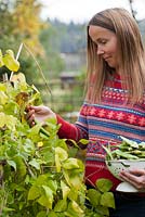 Woman collecting runner beans Phaseolus coccineus.