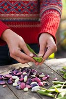 Woman shelling beans - Phaseolus coccineus - Scarlet runner beans.