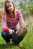 Woman planting Pennisetum 'Hameln'.