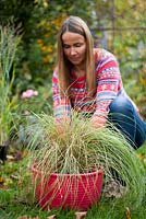 Woman planting Pennisetum 'Hameln'. Preparing young plant in plastic pots for planting out in border by soaking them for an hour in water to refresh the roots