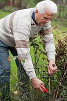 Man cutting back dead stems of herbaceous perennials.